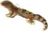 Leopardgecko NZ 2010 High Yellow x wildfarben