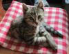 Augustkaterchen sucht ein Zuhause