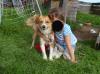 superlieber Mischlingshund Familienhund Begleithund abzugeben