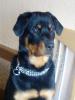 Lieber Rottweiler Rüde 1 Jahr (kastriert) umstandshalber in gute Hände abzugeben