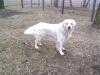 Kuvasz /  Golden Retriever Mix als Deckrüde