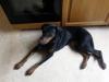 Dobermann Hündin,  reinrassig  ohne Papiere ,  1 Jahr alt