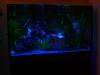 Aquarium komplett 160 Liter - Abdeckung - Unterschrank - Filter - UV Klärer - LE