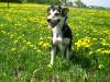 Bordercolli/ Beaglemixhündin