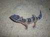 Leopardgeckos,  Weibchen,  nominat mit Farbeinschlag,  suchen ein neues Zuhause,  Eu