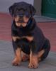 Reinrassig Rottweilerwelpen mit Ahnentafel
