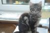 Maine Coon Kater Otto mit Papieren sucht...
