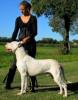 Dogo Argentino welpen