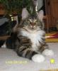 sehr typvolle Maine Coon Kätzin