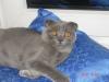 Scottish Fold Jungkater mit Stammbaum zu verkaufen