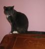 BKH-/  Russisch Blau Mix Katze Evina
