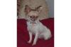 Die kleinen Chihuahua Biester Fee, Sky & Marlo