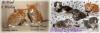 7 süße Maine Coon Babys in vielen Farben suchen ein zu Hause 