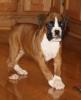 Schöne reinrassige Boxer-welpen mit Papieren... suchen noch ein neues und liebev