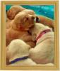 Bildschöne Retriever Welpen von Privat  !( o )! 