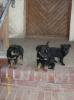 süsse Welpen,  Schäferhund-Labrador- Mix Familienhund,  Anfängerhund
