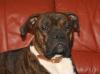 Deutscher Boxer Deckrüde