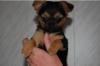 schöne_ Chihuahua_ Welpen_ zu_ verkaufen 