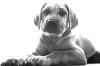 Cane Corso - Deutsche Doggenmix ,  6 Monate