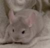 Chinchilla Jungtiere zur Abgabe
