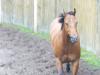 Mobiler WESTERNreitunterricht rund um Göttingen