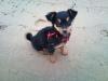 Chihuahua /  RuskyToy sucht neues Heim