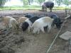 Wollschwein-Sattelschwein-Mixeber