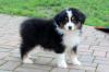 Schöne Australian Shepherd Welpen