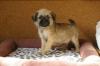Mops/ Jack Russell Kinder
