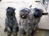 Bouvier des Flandres Rüden aus dem Zwinger   vom kleinen Gremlin  