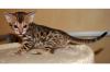 Bengalkitten OF-DRESSYCATS Bengalen Exclusive Stubenleos
