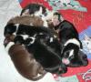 Australian Shepherd Welpen mit ASCA Papieren