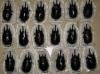 Megasona Sleeperi, Megasoma Acteon, Goliathus