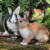 NICKI und STELLA  würden wir gerne gemeinsam vermitteln!  Männlich und Weiblich 