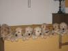Golden Retriever Welpen