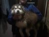 Sibirien Husky Welpe/ Hündin