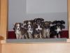 zuckersüße Husky-Mischlings-Welpen suchen ein neues Heim