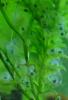 Suche Eier & Larven von Axolotl /  Molchen & Salamander  Mit Versand 