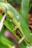 Phelsuma grandis (hoher Rotanteil) 0, 0, 6