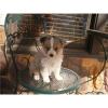 Wunderschöne, kerngesunde  Australian Shepherd Welpen