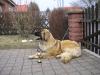 Leonberger 2011