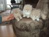 perser katzenbabys