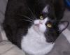 Flugpaten für Katze gesucht! Madrid bis Düsseldorf/ Dortmund