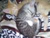 Zuhause gesucht! Katze /  Kater /  Kätzchen /  Baby Katze