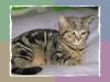 wunderschöne reinrassige BKH kitten 18 wochen alt
