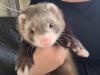 Frettchen Welpen