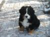 Quirlige Berner Sennen Welpen,  10 Wo