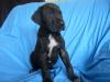 Deutsche Dogge Welpen suchen ein Zuhause