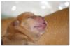 süsse Shar Pei Welpen zu verkaufen