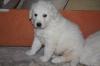 reinrassige Kuvaszwelpen Welpen Kuvasz